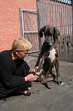 GRIFFES - DOGUE ALLEMAND 050